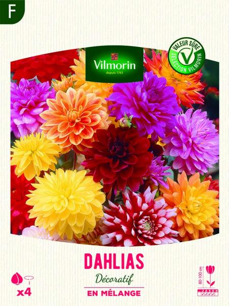 Bulbes à fleurs à planter au printemps - Dahlia Cactus nain (x4) - face recto